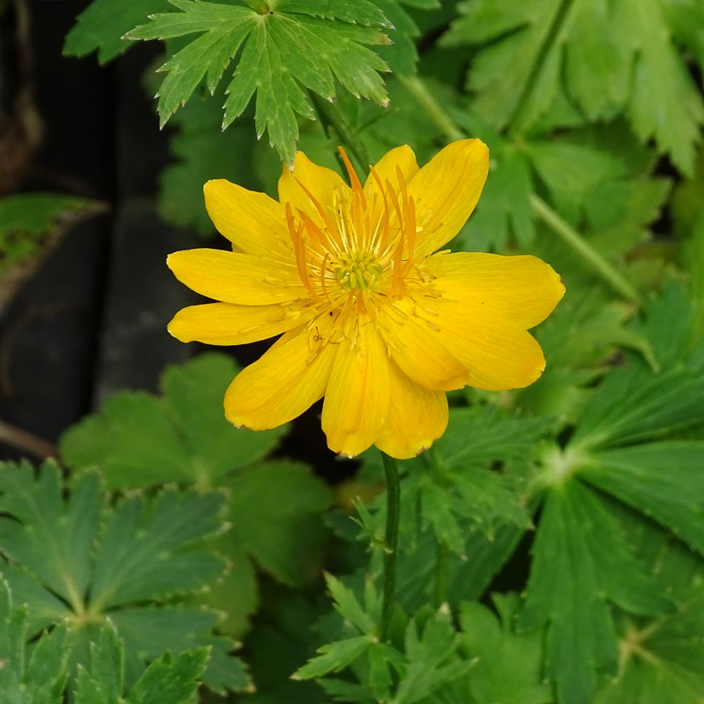 Trolle - Trollius chinensis Golden Queen