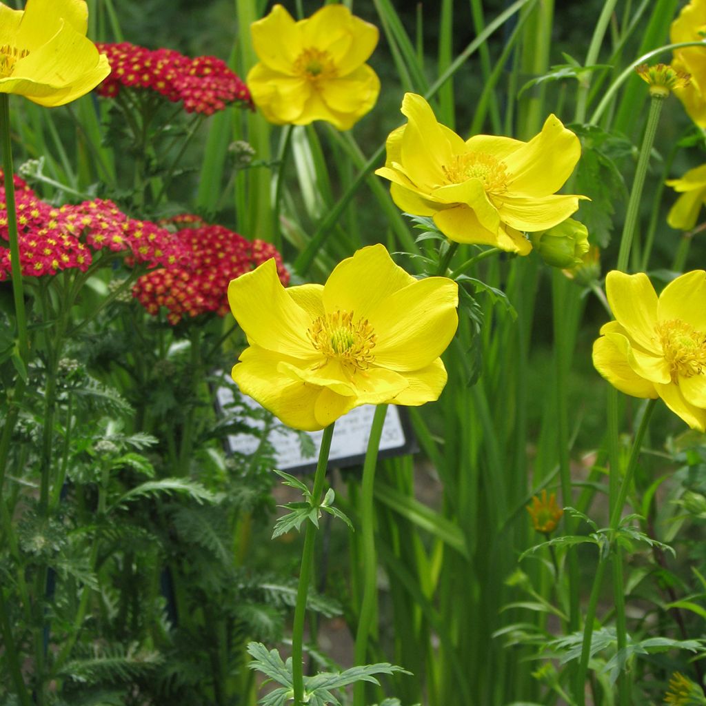 Trolle - Trollius stenopetalus