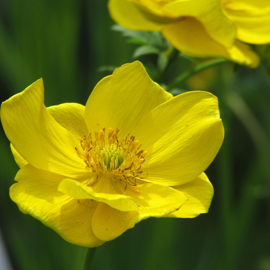 Trolle - Trollius stenopetalus