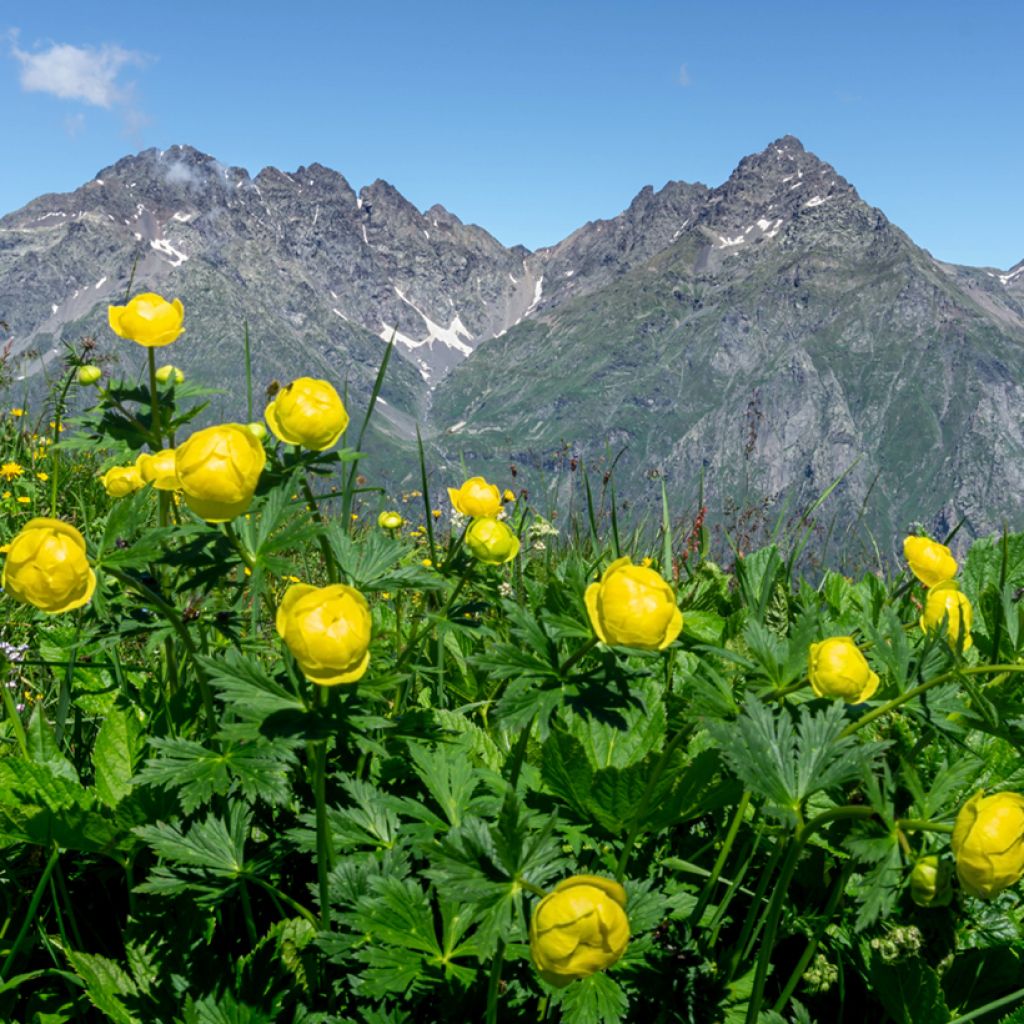 Trolle d'Europe - Trollius europaeus Lemon Supreme