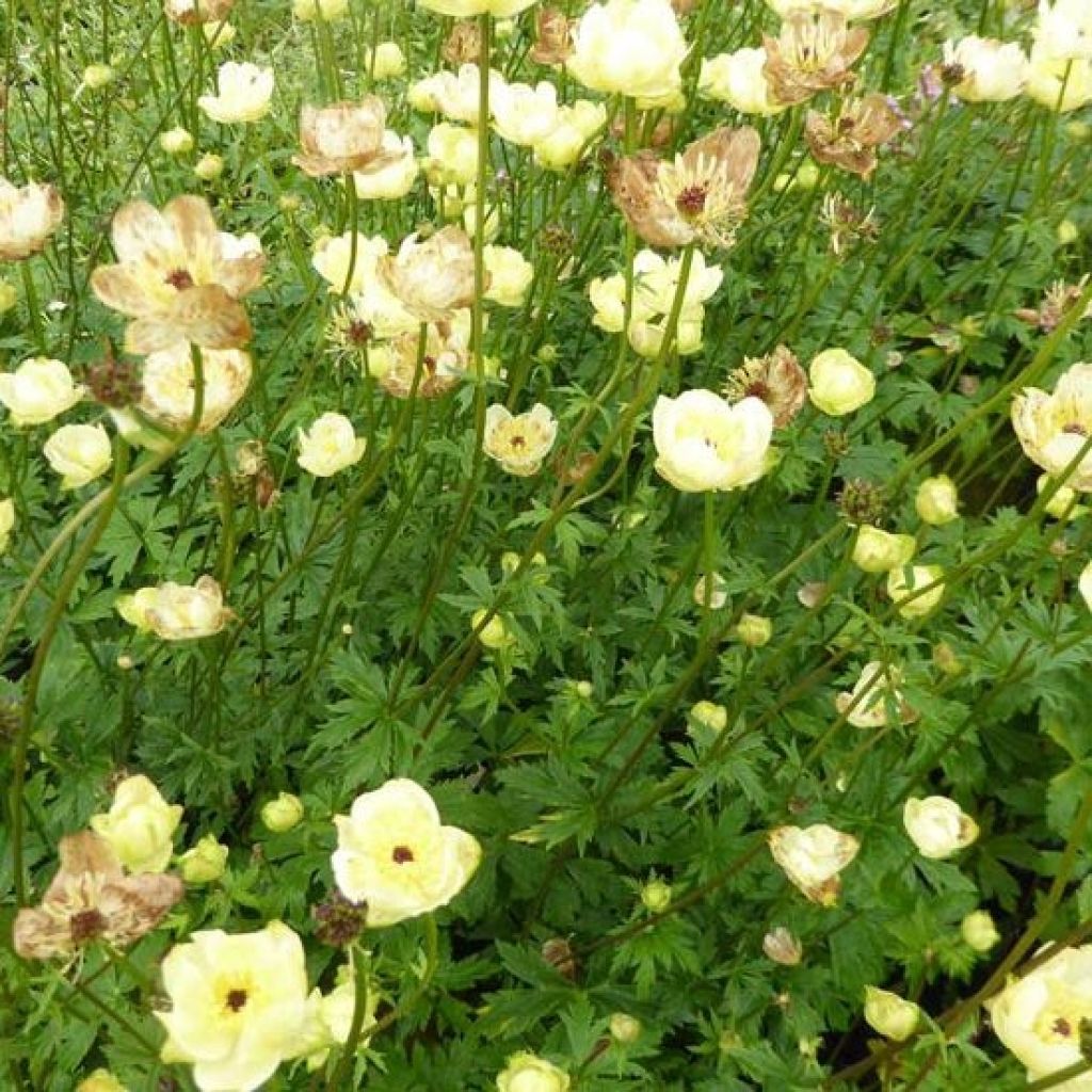 Trolle - Trollius cultorum Cheddar