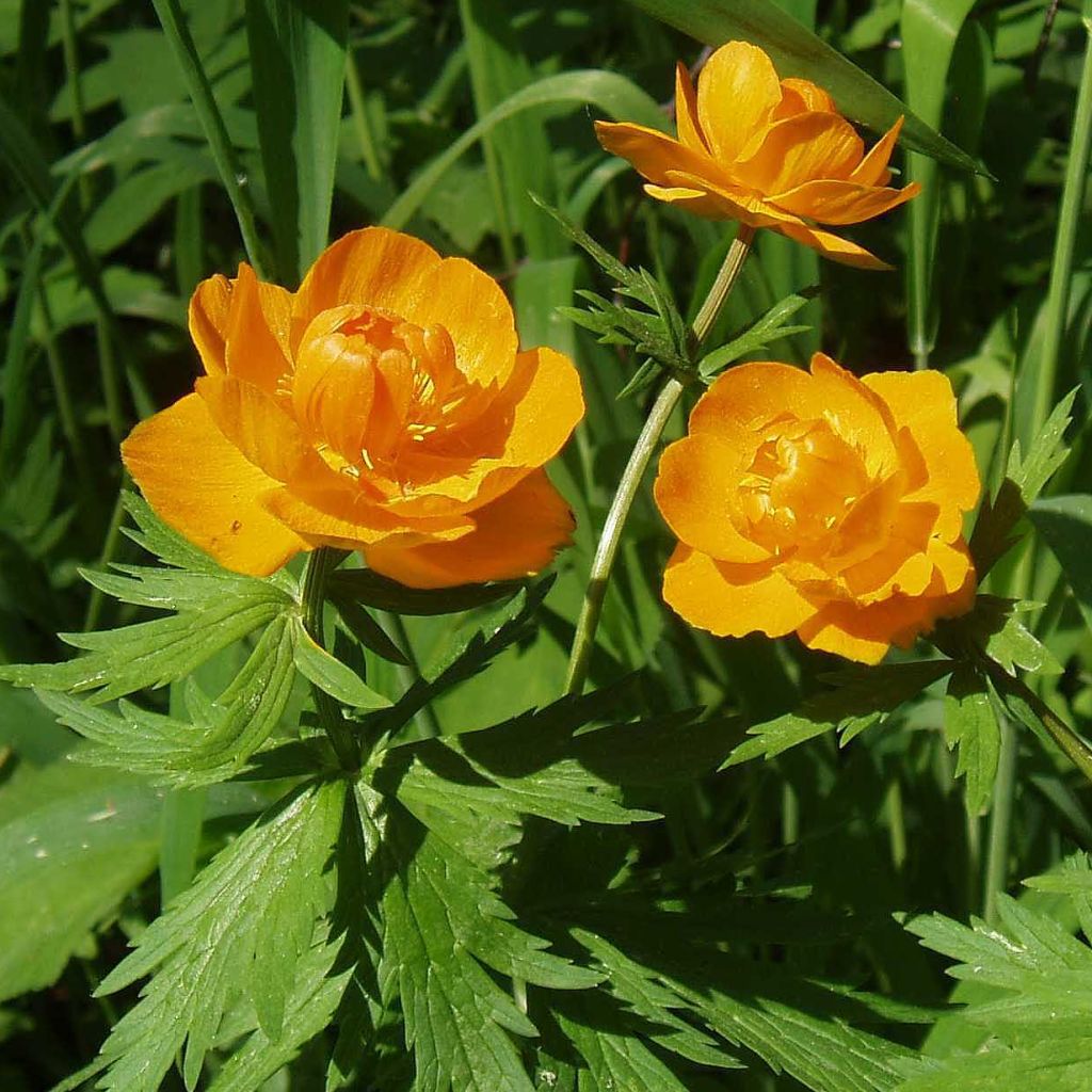 Trollius asiaticus - Trolle d'Asie