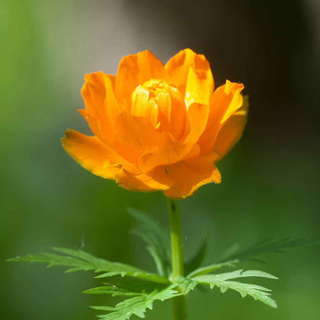 Trollius asiaticus - Trolle d'Asie