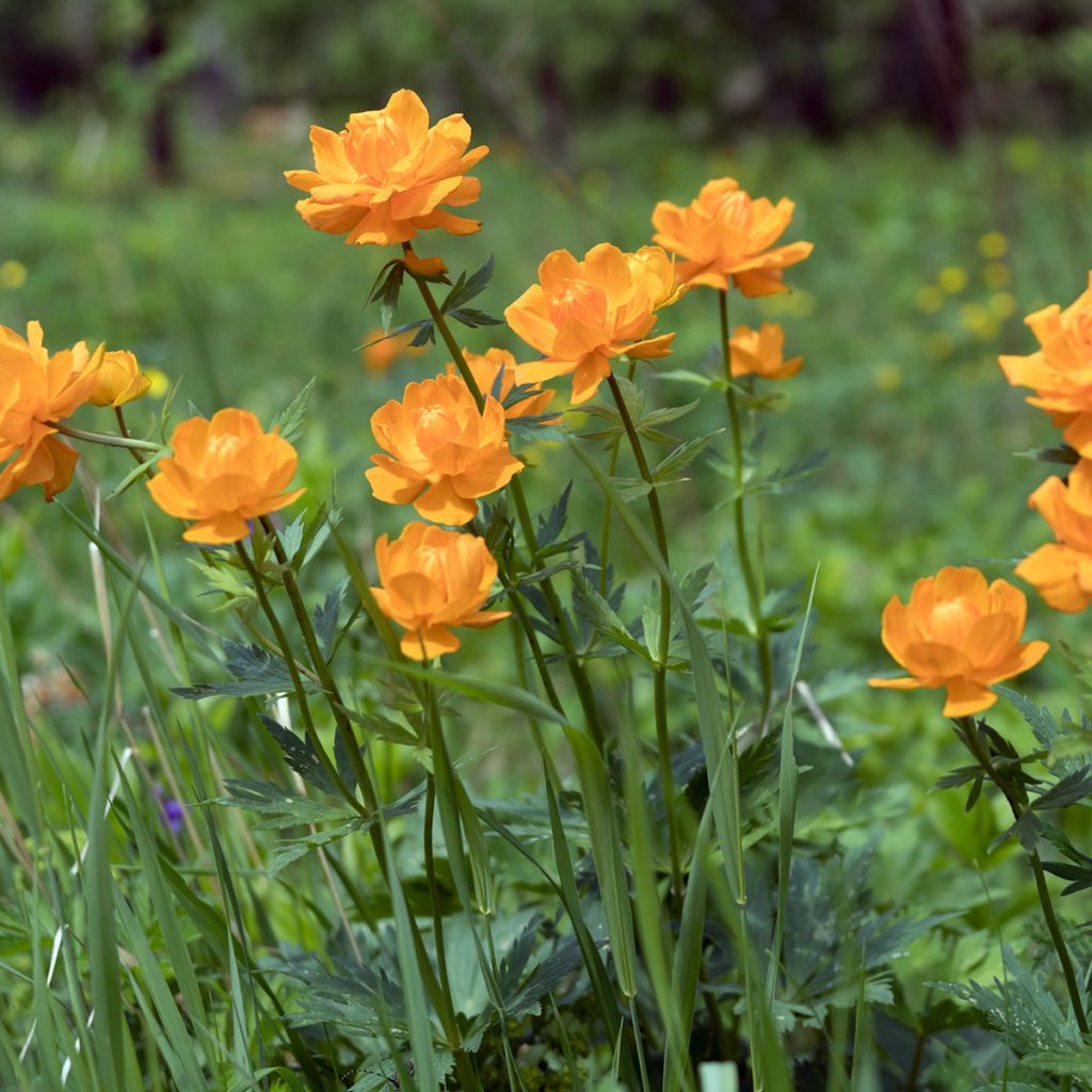 Trollius asiaticus - Trolle d'Asie