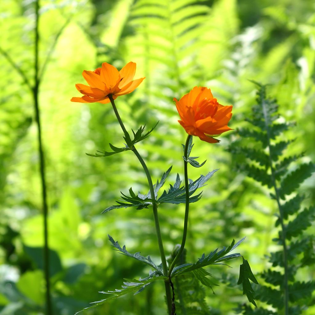 Trollius asiaticus - Trolle d'Asie