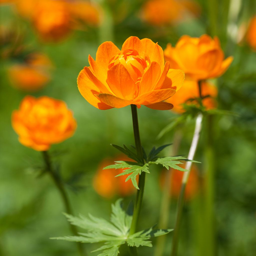 Trollius asiaticus - Trolle d'Asie