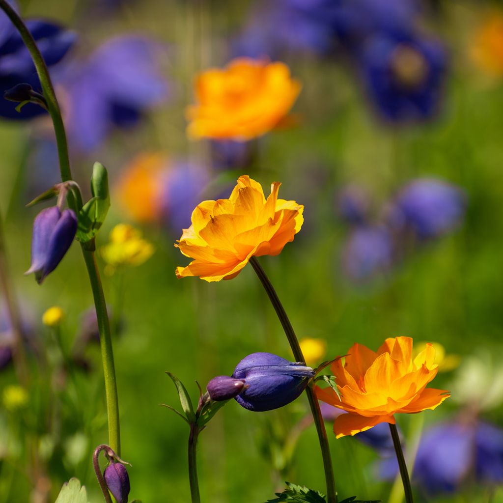 Trollius asiaticus - Trolle d'Asie