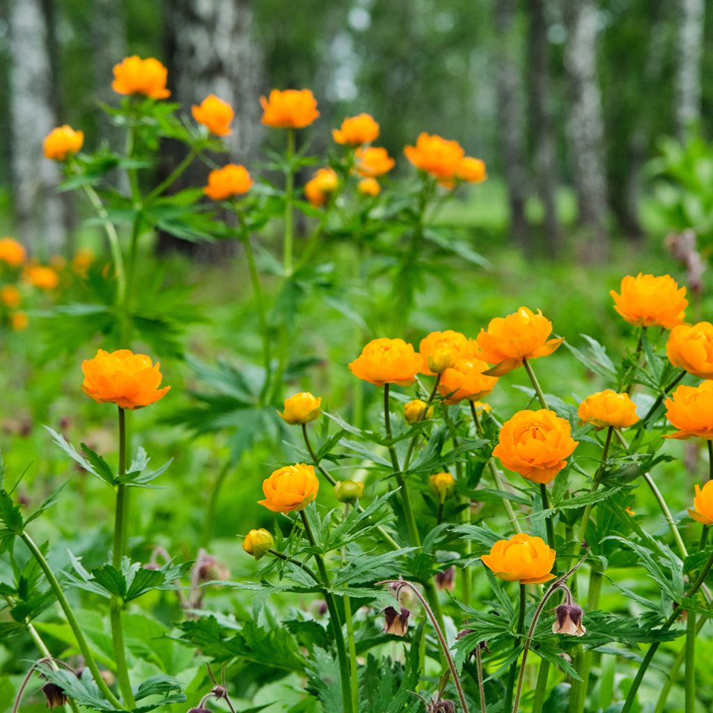 Trollius asiaticus - Trolle d'Asie