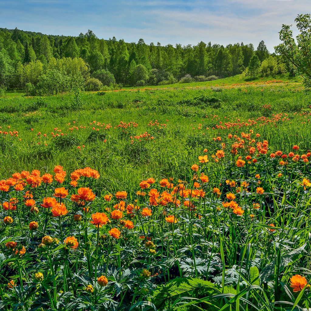 Trollius asiaticus - Trolle d'Asie