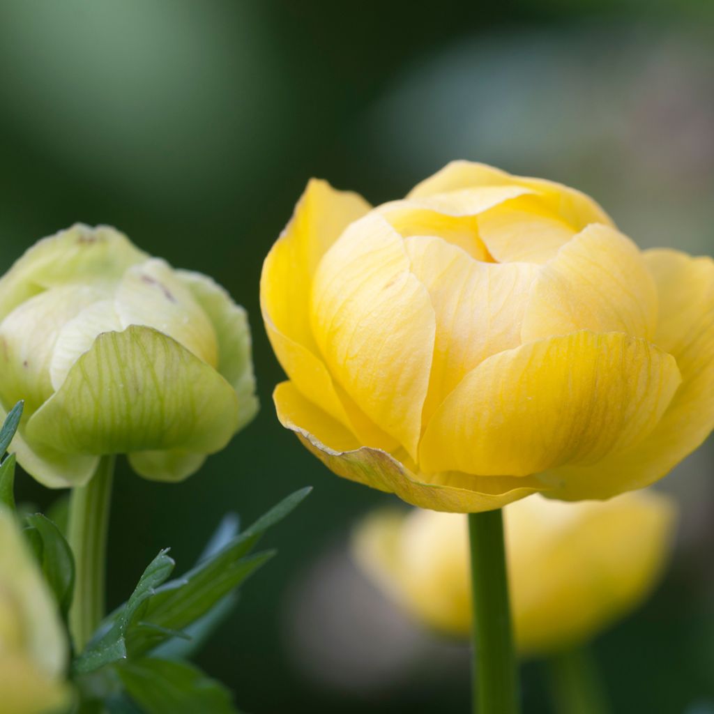 Trolle des montagnes - Trollius europaeus