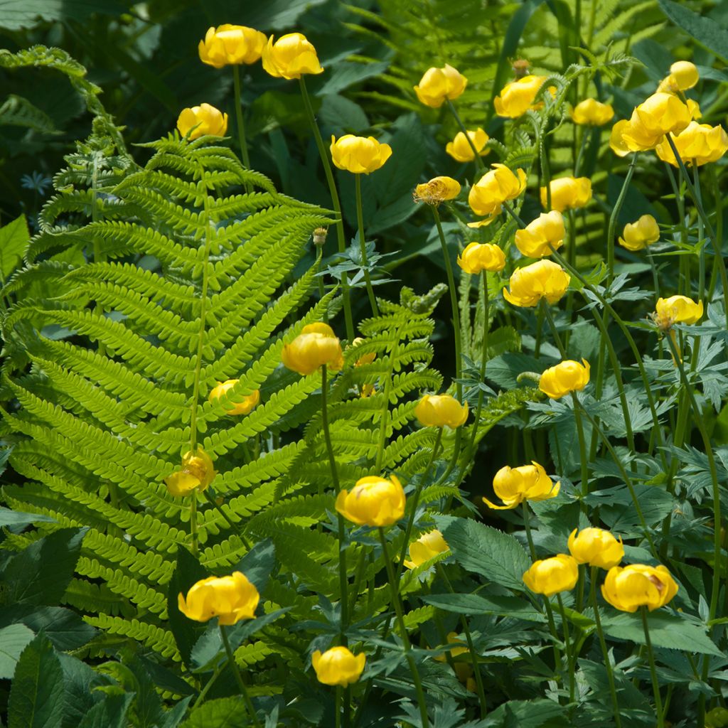 Trolle des montagnes - Trollius europaeus