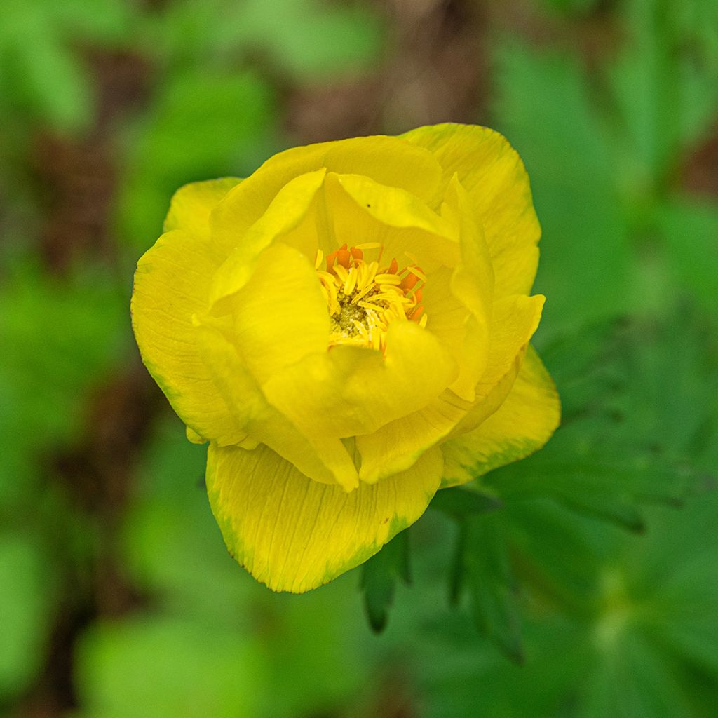 Trolle des montagnes - Trollius europaeus