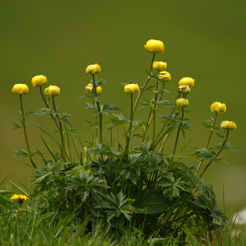 Trolle des montagnes - Trollius europaeus