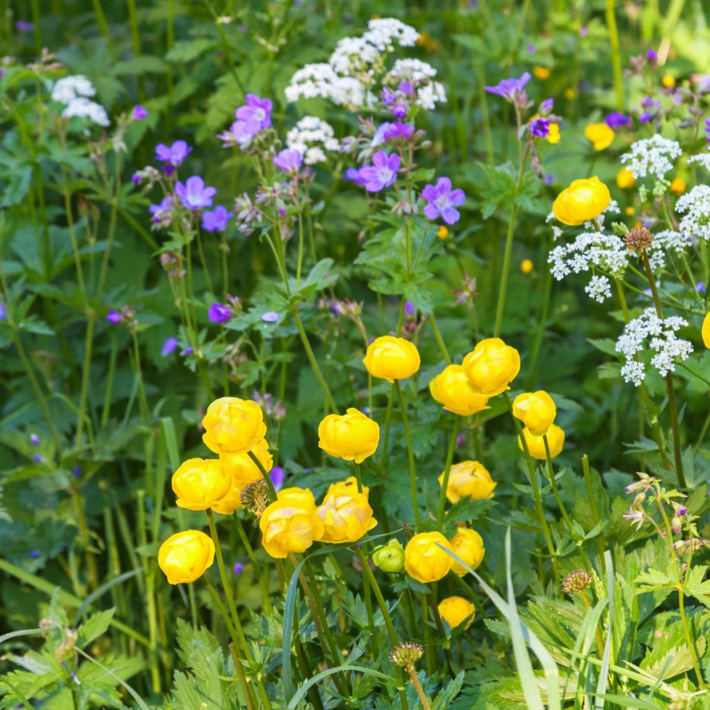 Trolle des montagnes - Trollius europaeus