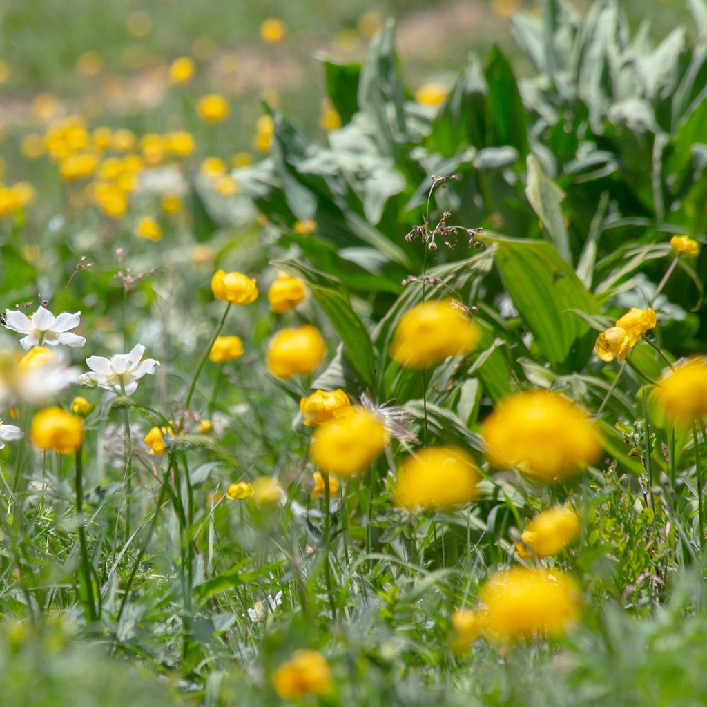 Trolle des montagnes - Trollius europaeus