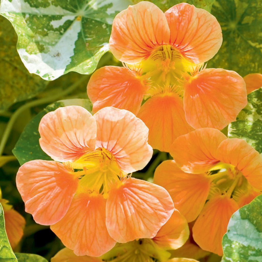 Capucine - Tropaeolum - 'Nasturtium Saucy Rascal'