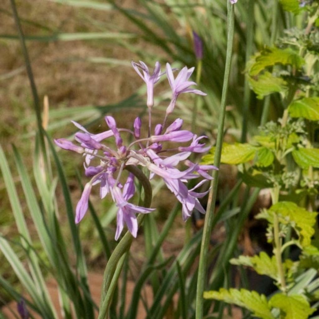 Tulbaghia violacea Silver Lace