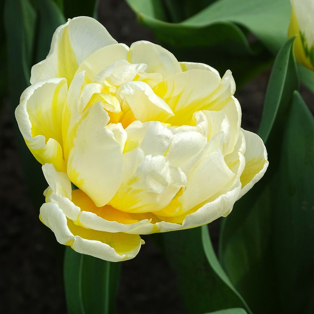 Tulipe double hâtive Flaming Evita