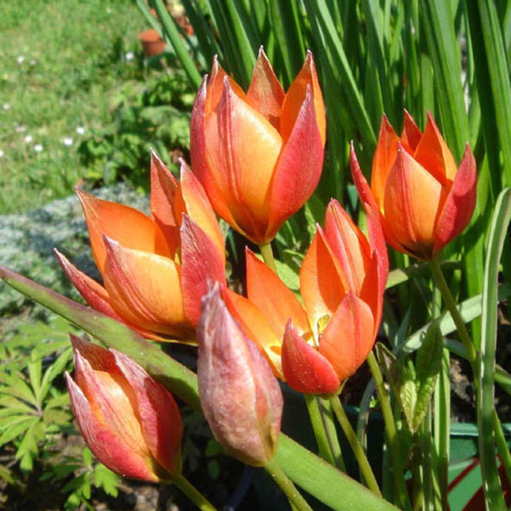 Tulipe Botanique Little Princess