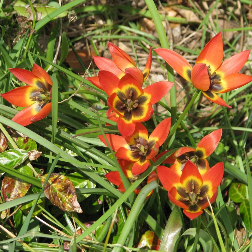 Tulipe Botanique Little Princess