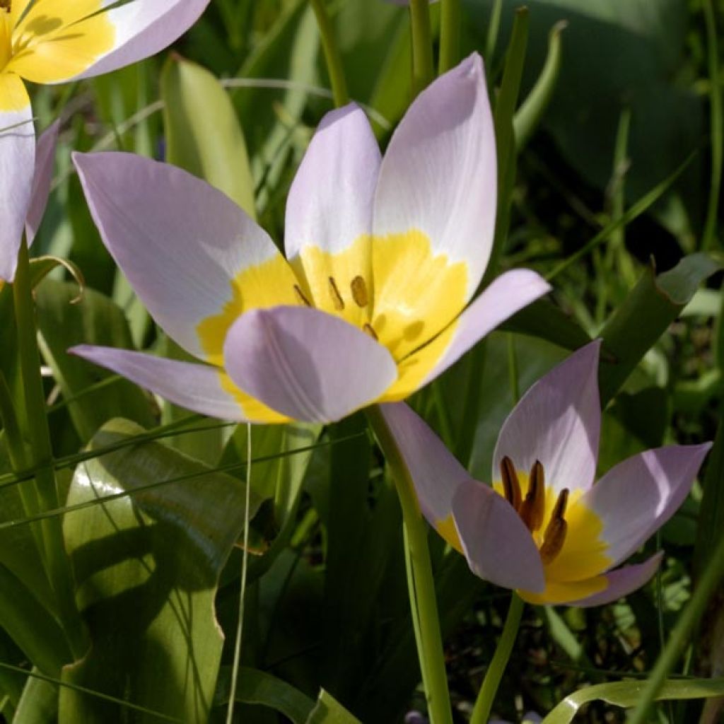 Tulipe de Crète - Tulipa saxatilis