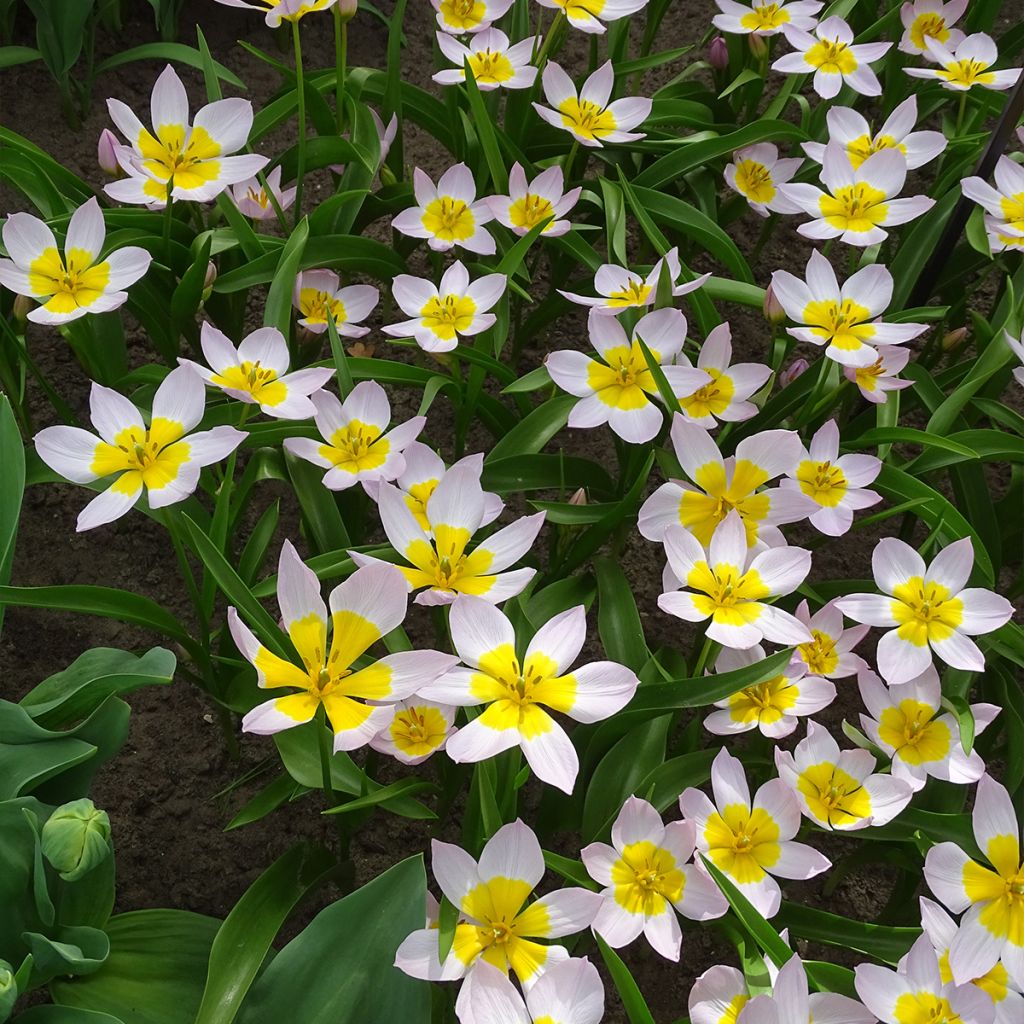 Tulipe botanique bakeri Lilac Wonder