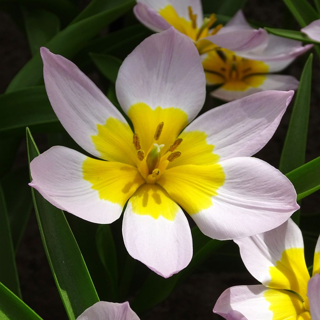 Tulipe botanique bakeri Lilac Wonder