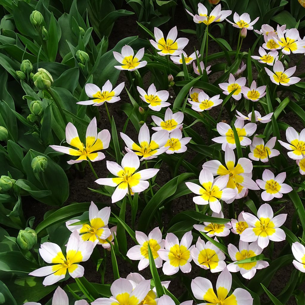 Tulipe botanique bakeri Lilac Wonder