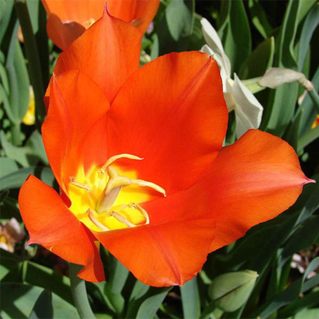 Tulipa botanique vvedenskyi