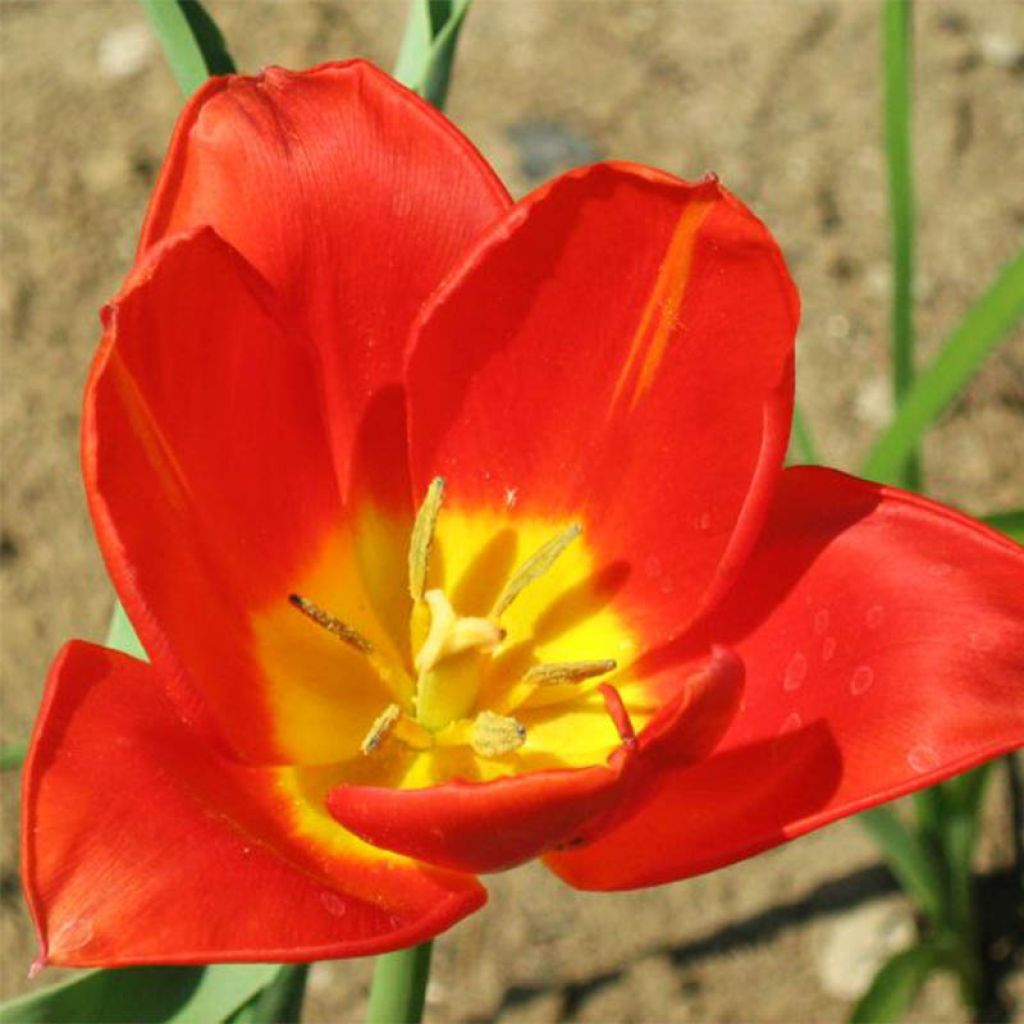 Tulipa botanique vvedenskyi