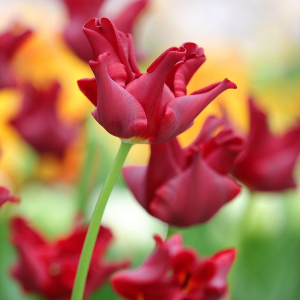 Tulipe couronne Red Dress