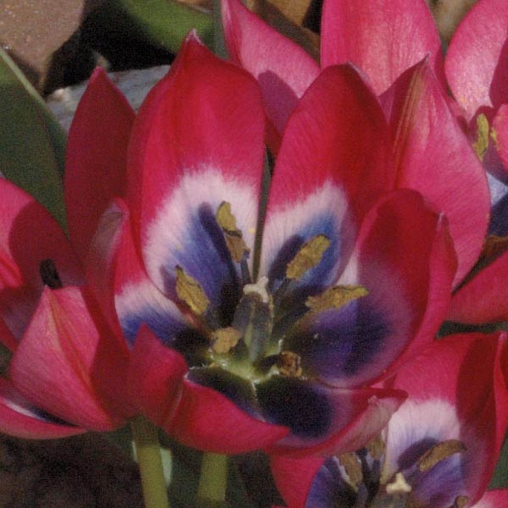 Tulipe Botanique Little Beauty