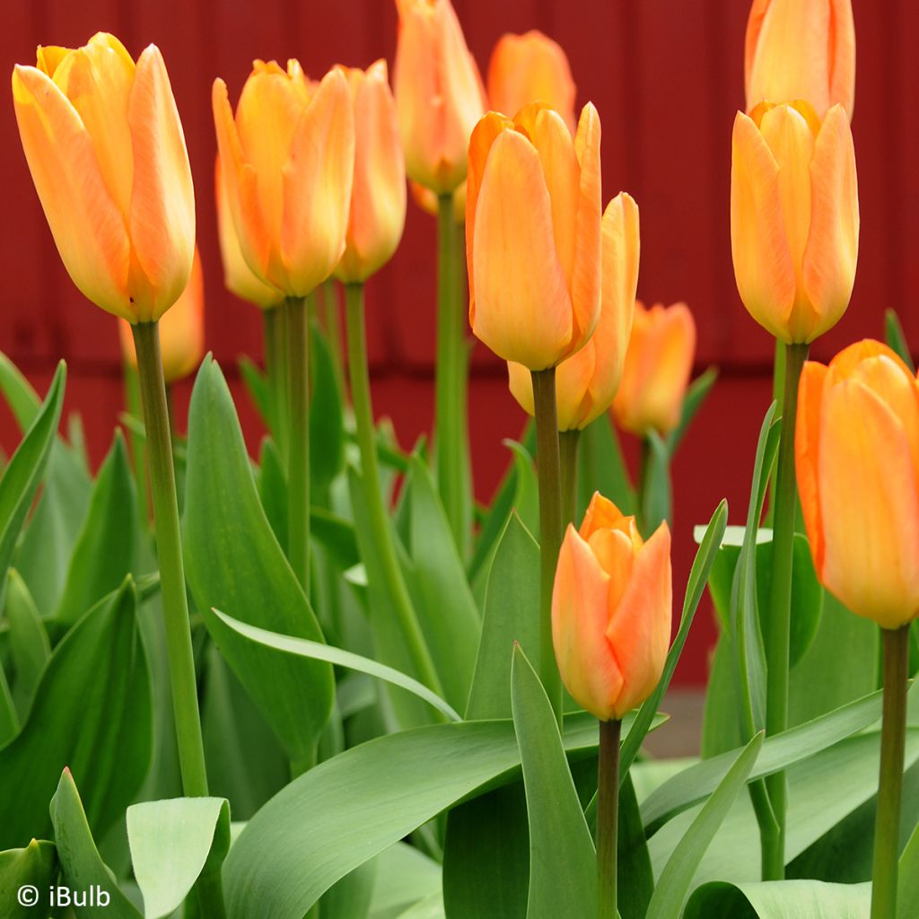 Tulipe simple hâtive General De Wet