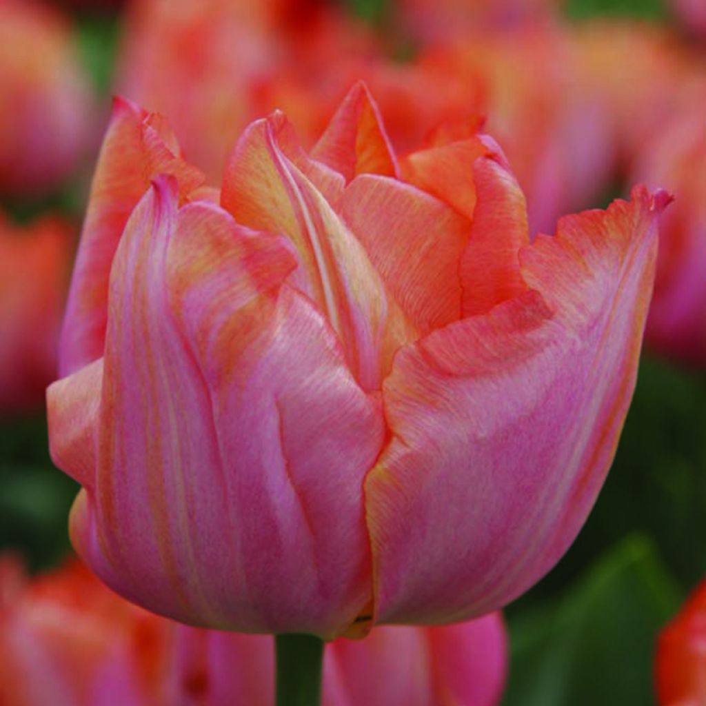 Tulipe Triomphe Jochem*