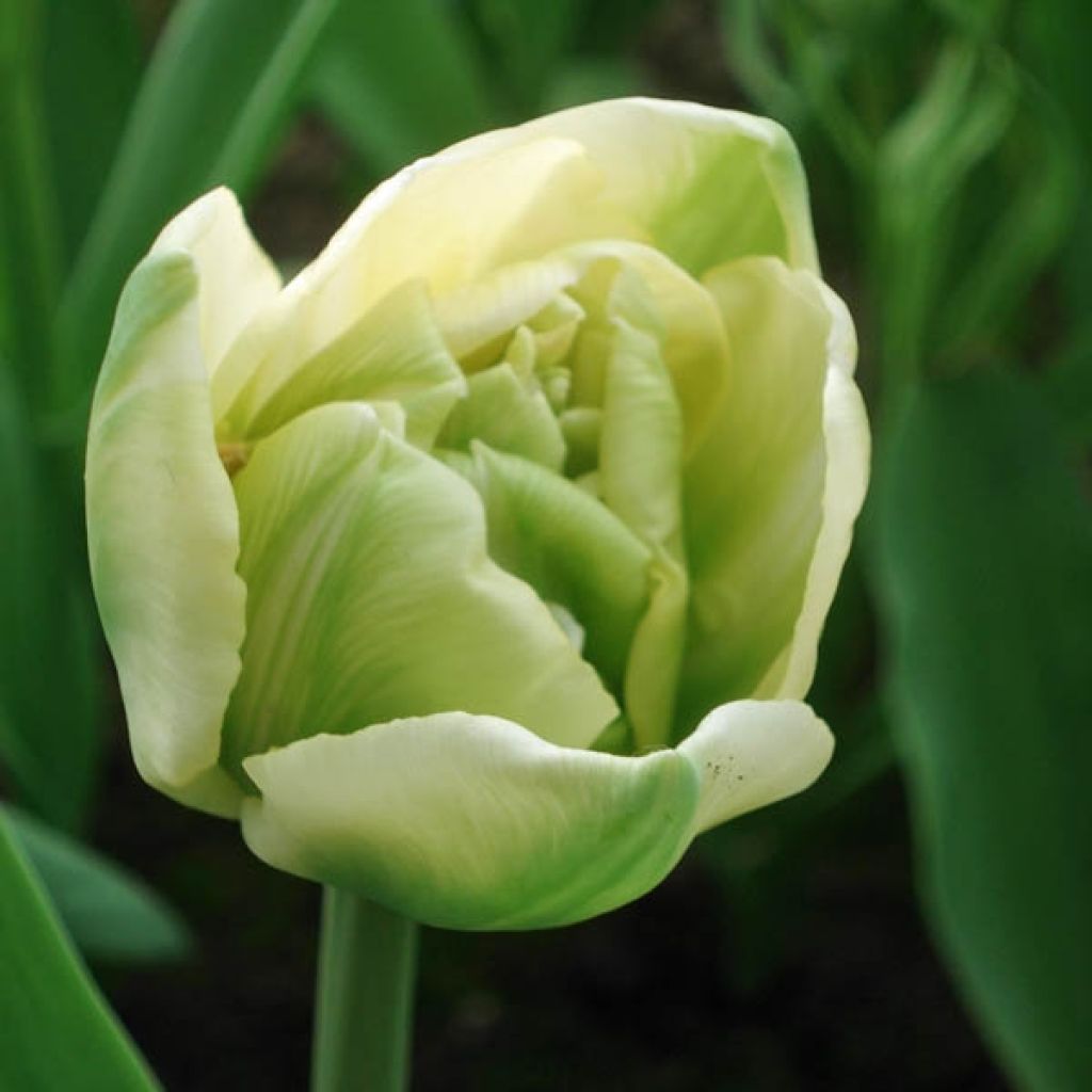 Tulipe Double Tardive Apricot Angelique