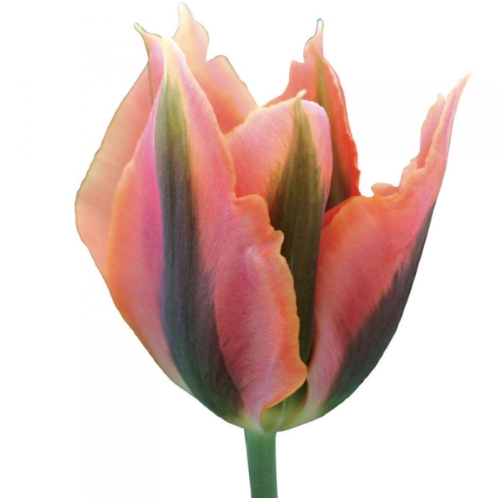 Tulipe Viridiflora Artist