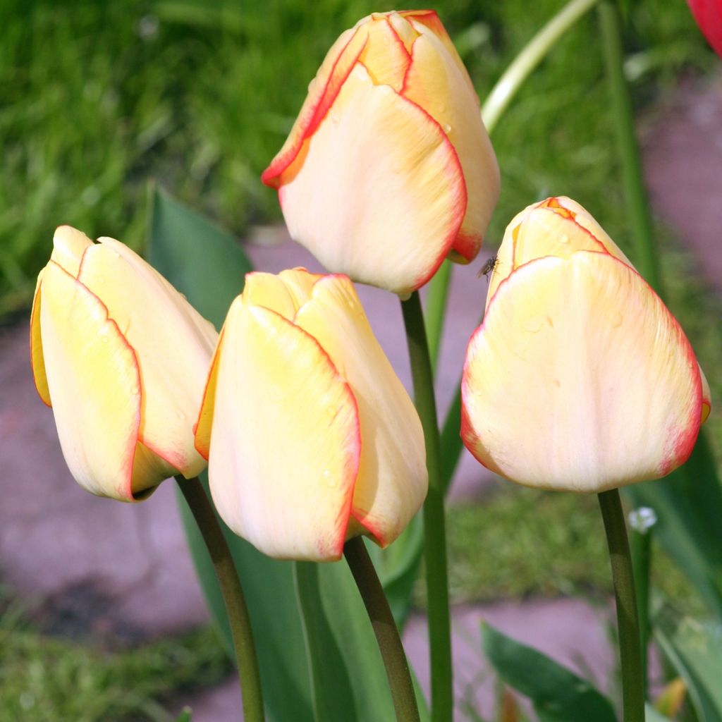 Tulipe Darwin Beauty of Spring