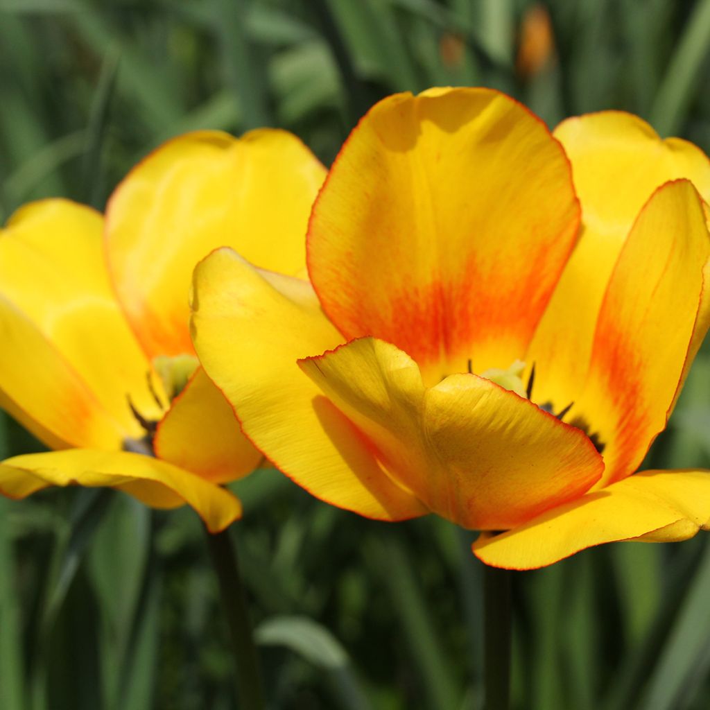 Tulipe Darwin Blushing Apeldoorn