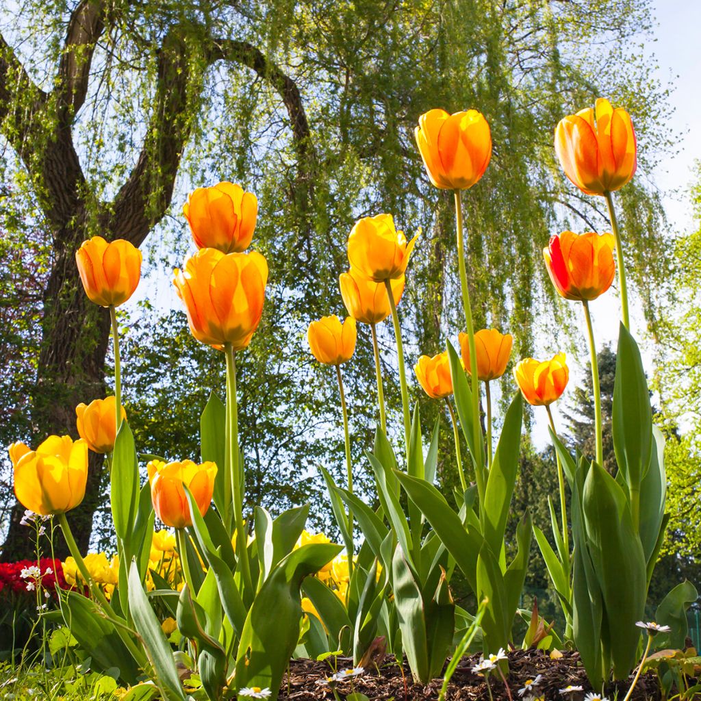 Tulipe Darwin Blushing Apeldoorn