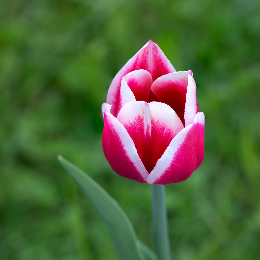 Tulipe Darwin Candy Apple Delight