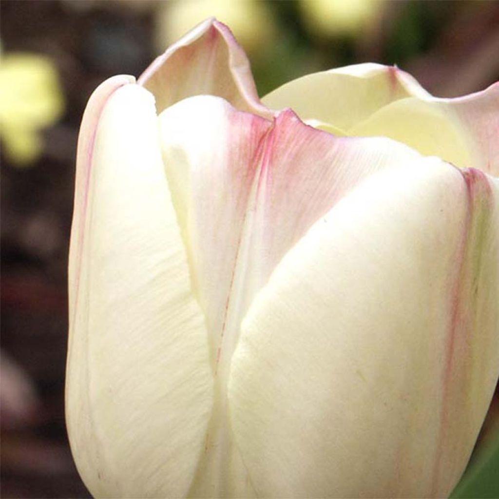 Tulipe Darwin Ivory Floradale