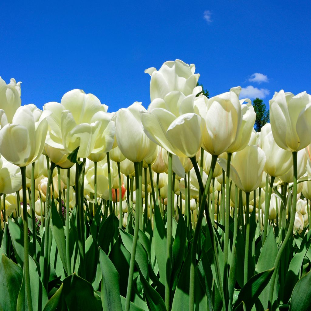 Tulipe Darwin Ivory Floradale