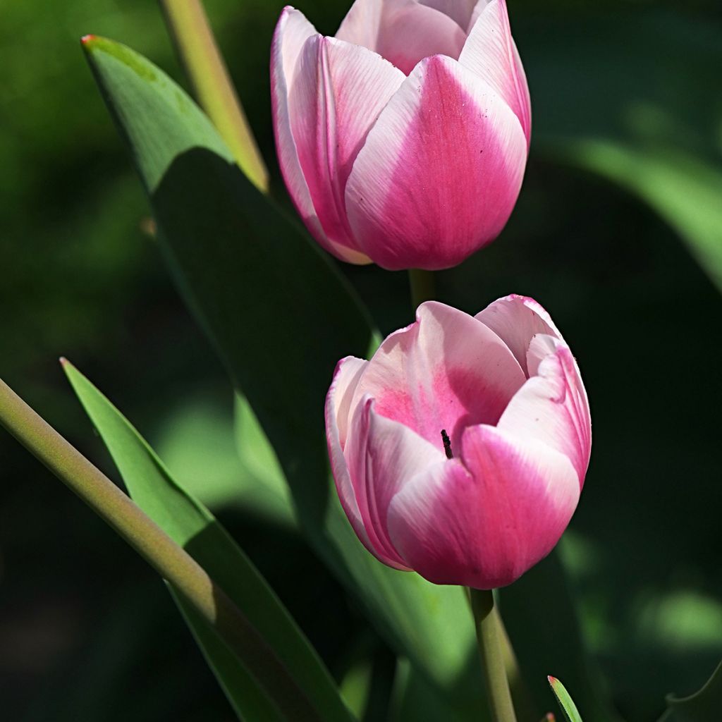 Tulipe Darwin Ollioules
