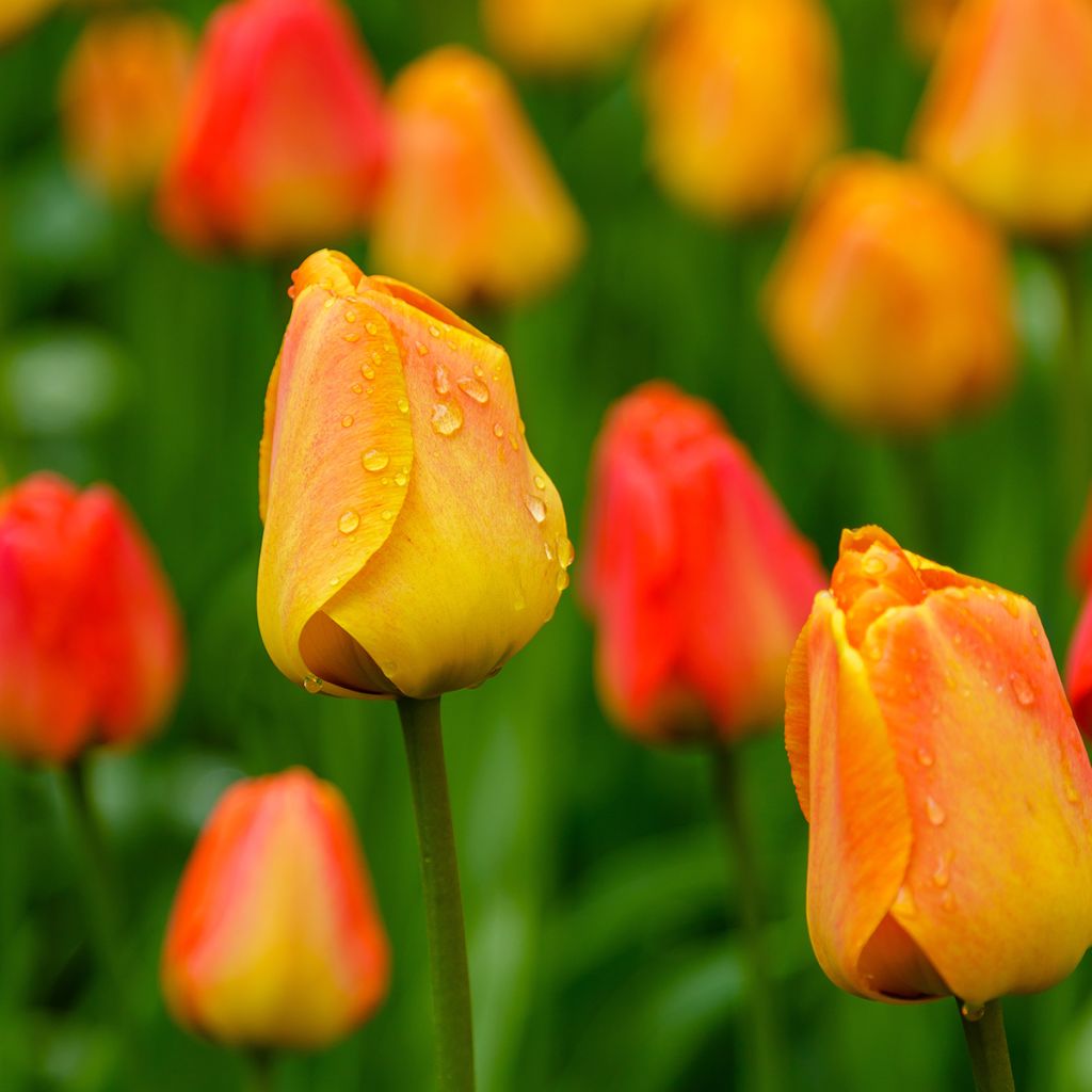 Tulipe Darwin Orange Lion