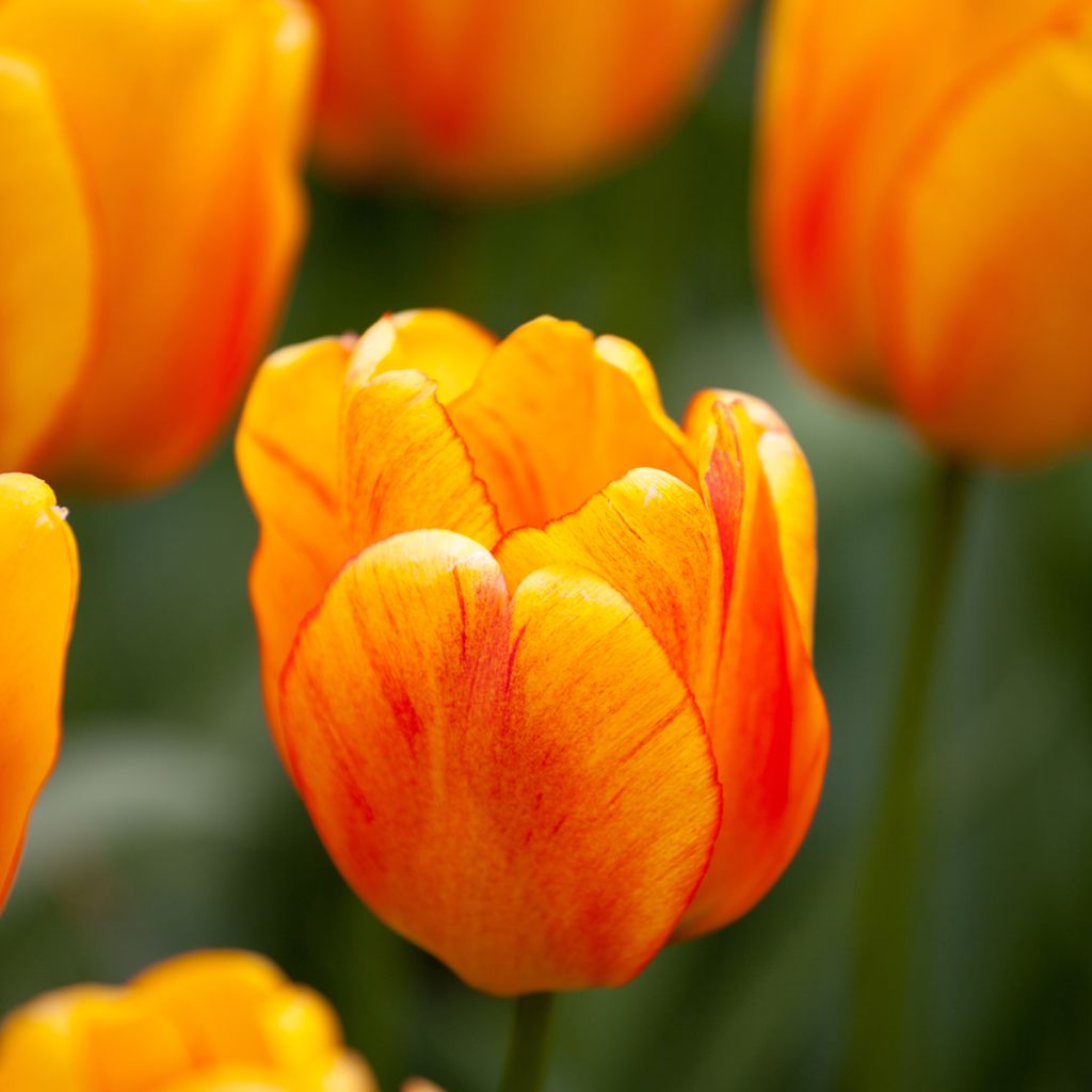 Tulipe Darwin Orange Lion