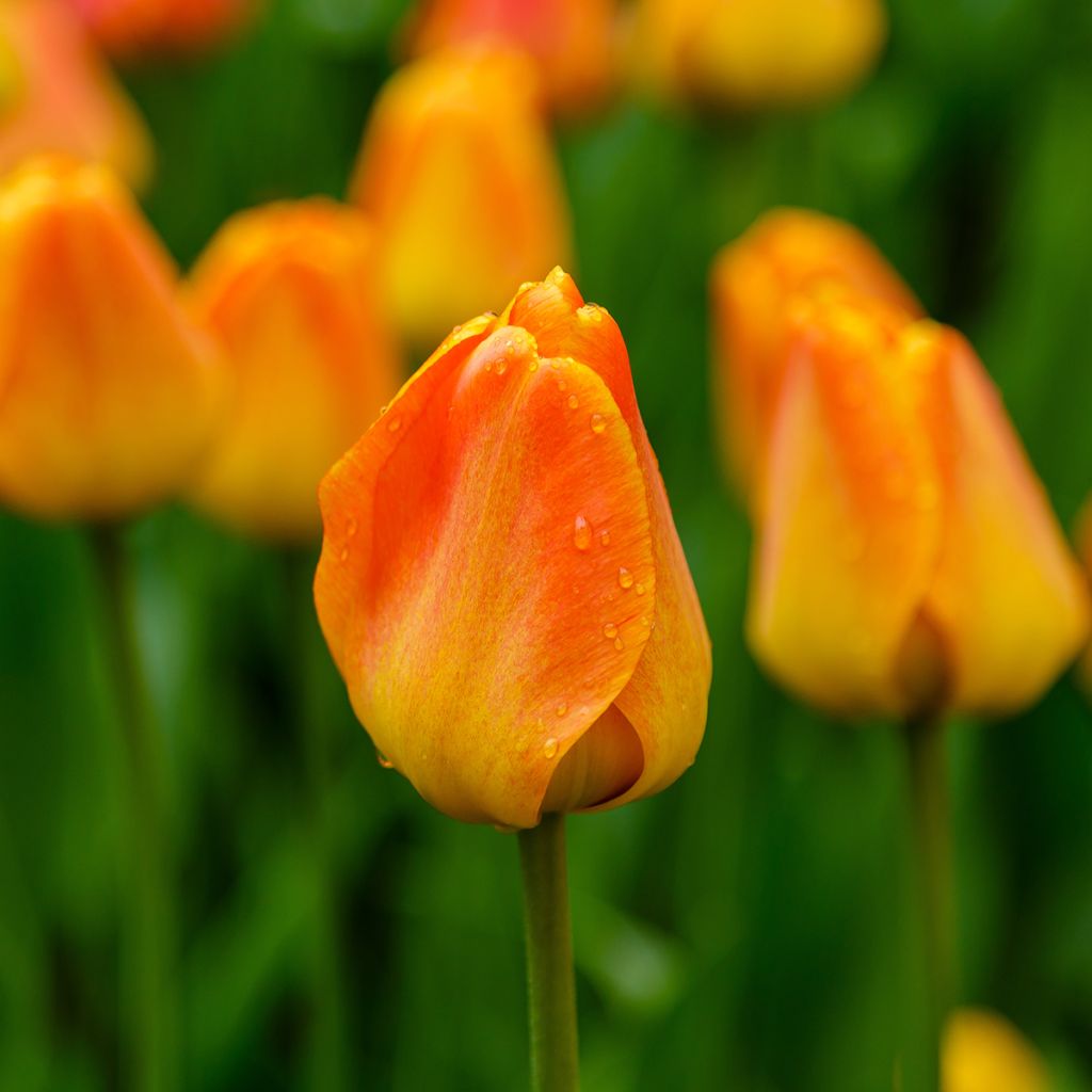 Tulipe Darwin Orange Lion