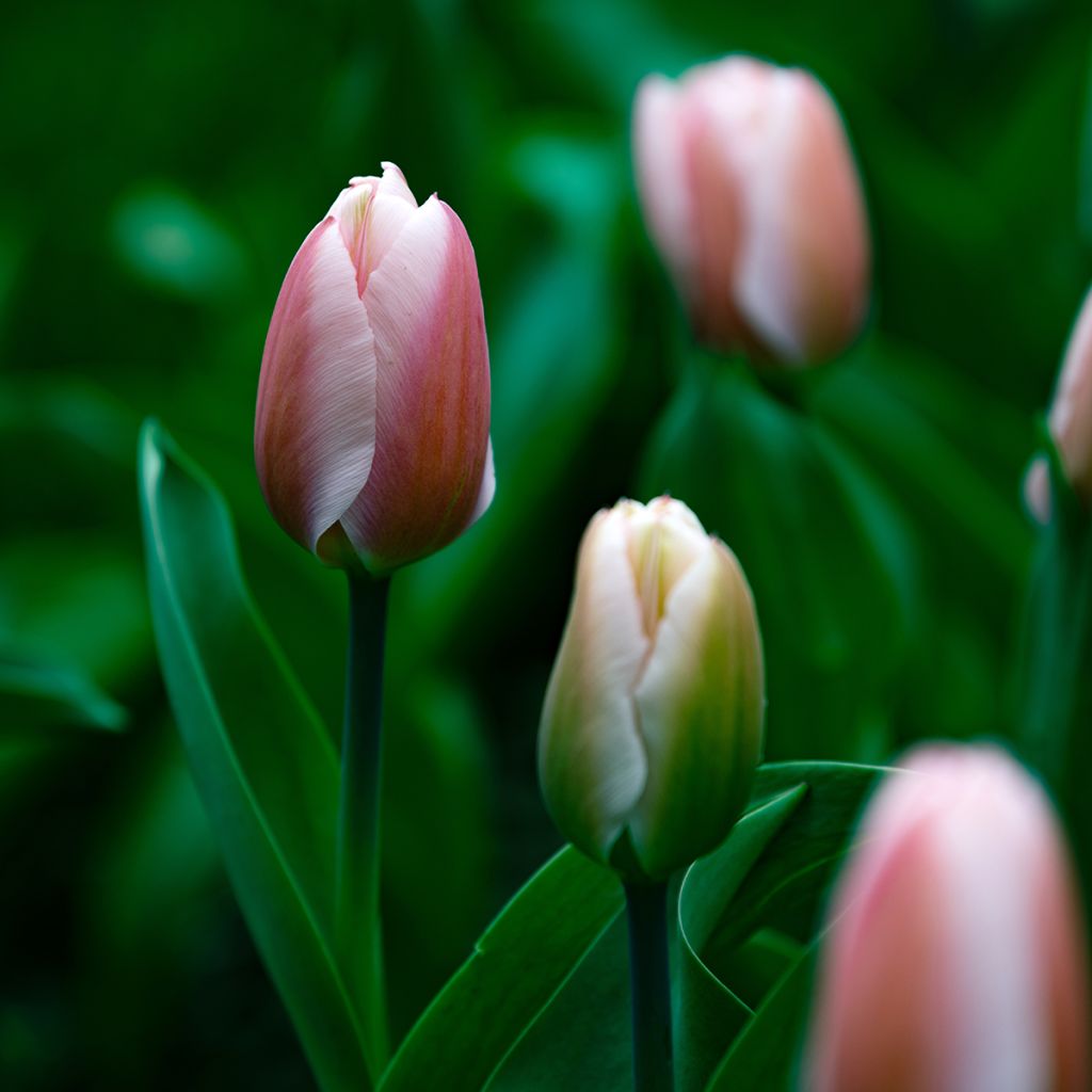 Tulipe Darwin Royal Pride