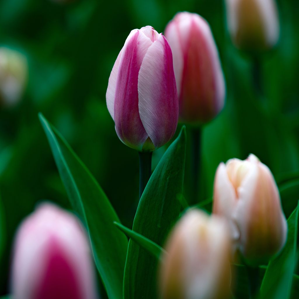 Tulipe Darwin Royal Pride