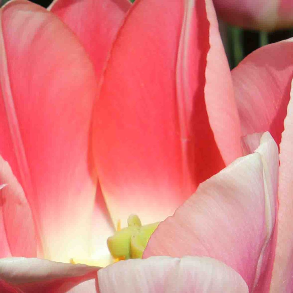 Tulipe Darwin hybride Apricot Delight