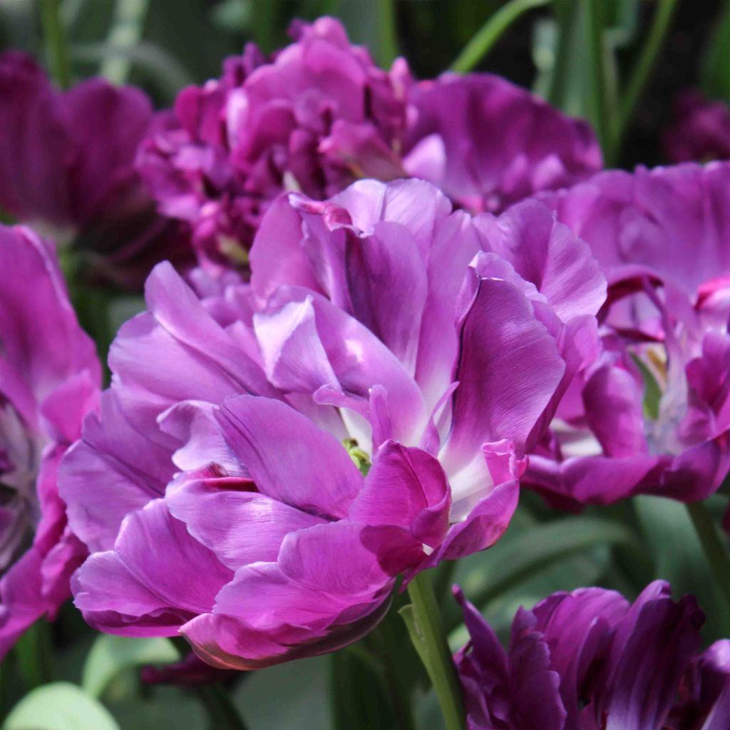 Tulipe Double Hative Purple Pion